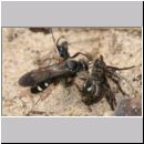 Episyron rufipes - Wegwespe w12 beim Nesteintrag mit einer Spinne.jpg